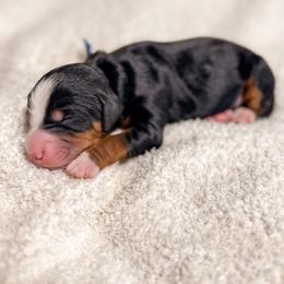 Baker - Tri-color male Bernedoodle puppy in Ammon, Idaho from Little Stone Bernedoodles