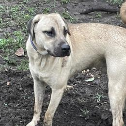 Bronc - Black Mouth Cur
