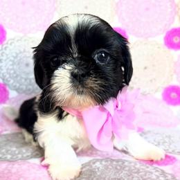 Hannah - Black and white female Shih Tzu puppy in Hemet, California from Aloha Shih Tzu
