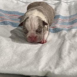 Boston Terrier Puppies from Toon’s Boston Terriers