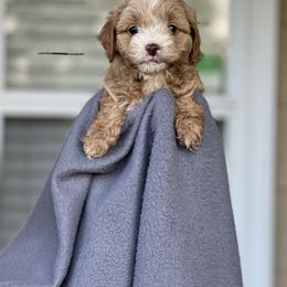 Cockapoo Puppies from East St. Poodles & Doodles