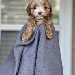 Cockapoo Puppies from East St. Poodles & Doodles