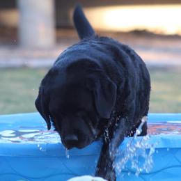 Labrador Retriever Puppies from High Roller Labradors