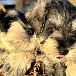 Miniature Schnauzer Puppies from Adrienne Exum