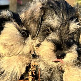 Miniature Schnauzer Puppies from Adrienne Exum