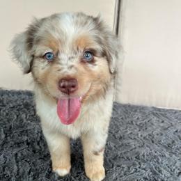 Boy 1 - Red merle male Miniature Australian Shepherd puppy in Hokes Bluff, Alabama from Alegria Toy Aussies