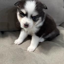 Bubbles - Black and white female Pomsky puppy in West Sacramento, California from Pinkie's Pomskies