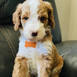 Cavapoo and Poodle Puppies from Sac-Town Poodles and Doodles