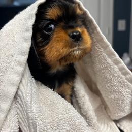 Betty - Black and tan female Cavalier King Charles Spaniel puppy in Destin, Florida from Ruby’s Coastal Cavaliers
