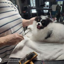 Mario - Pomeranian
