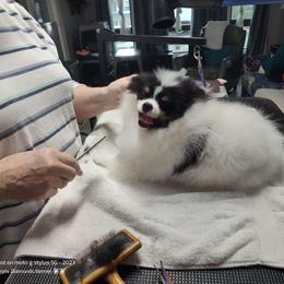 Mario - Pomeranian