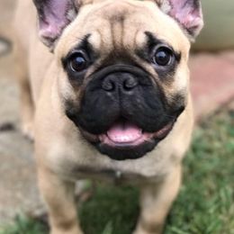 French Bulldogs from Java House French Bulldogs