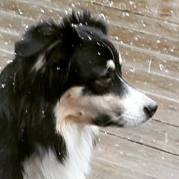 Saga - Australian Shepherd