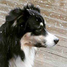 Saga - Australian Shepherd