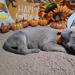 Lilly - Fawn female Great Dane puppy in Seville, Florida from Caddylicious Great Danes