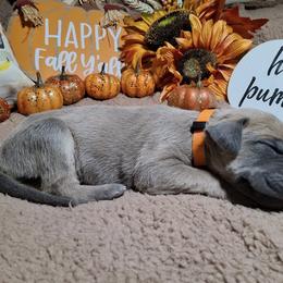 Lilly - Fawn female Great Dane puppy in Seville, Florida from Caddylicious Great Danes