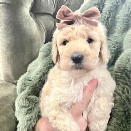 Cara - Cream female Poodle puppy in Leonard, Texas from Laird Farms