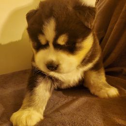 Siberian Husky Puppies from Xk siberians