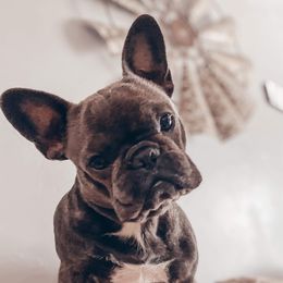 Stella - French Bulldog