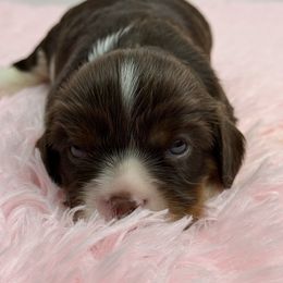 Willow - Chocolate female Cavalier King Charles Spaniel puppy in Miami, Florida from Mario’s Pups