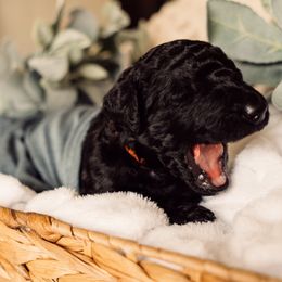 Bernedoodle and Labradoodle Puppies from Royal Doodles