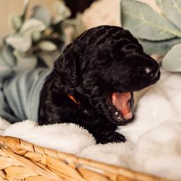 Bernedoodle and Labradoodle Puppies from Royal Doodles