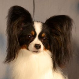 Papillons from Denzel Papillons