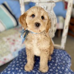 Humphrey - Cream male Goldendoodle puppy in Mapleton, Utah from Natural Doodle Life