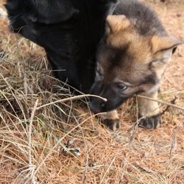 German Shepherd Puppies from Thornock Shepherds