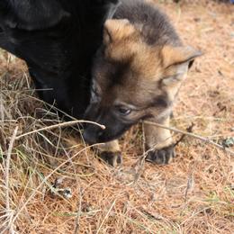 German Shepherd Puppies from Thornock Shepherds