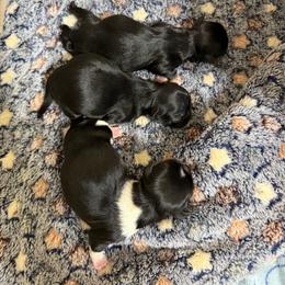 Girl 1 - Black and white female Shih Tzu puppy in Montgomery, Texas from Furbourne Farms