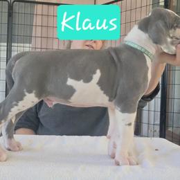 Klaus - Blue and white male Great Dane puppy in Longview, Texas from Lazy A Danes