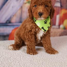 Flynn - Red  male Goldendoodle puppy in Apopka, Florida from Rae Precious Puppies
