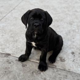 Green Collar - Black brindle male Cane Corso puppy in Cedar Rapids, Iowa from Creed Cane Corsos