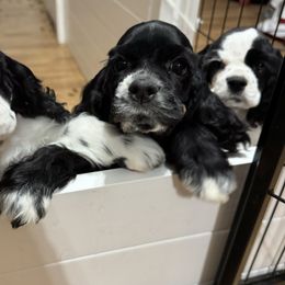 Cocker Spaniel Puppies from K&M crocker Spaniels