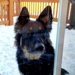 German Shepherds from Heartland Shepherds