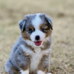 Miniature American Shepherd, Miniature Australian Shepherd, and Toy Australian Shepherd Puppies from Shooting Stars Ranch Toy and Mini Aussies