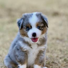 Miniature American Shepherd, Miniature Australian Shepherd, and Toy Australian Shepherd Puppies from Shooting Stars Ranch Toy and Mini Aussies
