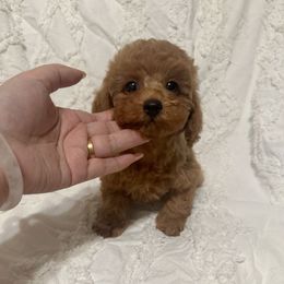 Rock(AKC) - Red  male Poodle puppy in Moreno Valley, California from Yanni's Poodle