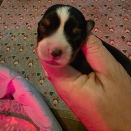 Girl 4 - Black and tan female Pembroke Welsh Corgi puppy in Middleburg, Florida from Mulkeys Little Corgis