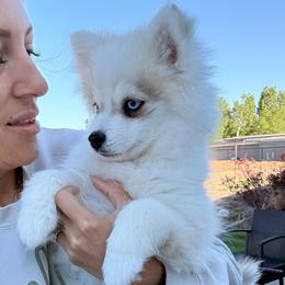 Breezy - Silver and white male Pomsky puppy in Chino Valley, Arizona from Rose Peek Pomskies