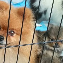 Pomeranian and Pomsky Puppies from Stonehill Breeders