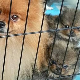 Pomeranian and Pomsky Puppies from Stonehill Breeders