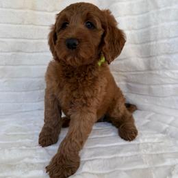 Nanu ( Lime collar boy) - Red  male Goldendoodle puppy in Phelan, California from High Desert Doodles - the original