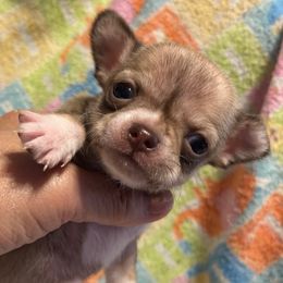 Hershey - Chocolate sabled fawn male Chihuahua puppy in Hampton, Virginia from Chilove Chihuahuas