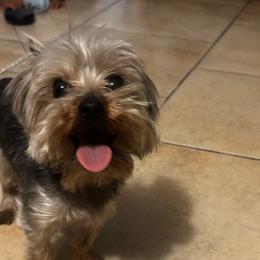 Milo - Yorkshire Terrier