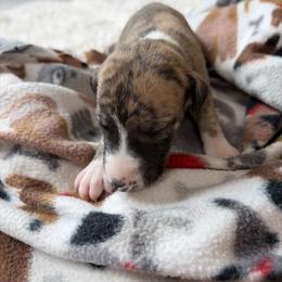 Pecan - Fawn brindle male Whippet puppy in Fort Myers, Florida from Rainbow Whippets