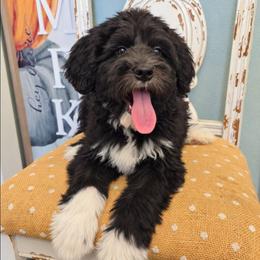 Slinky - Black and white male Sheepadoodle puppy in Ashton, Idaho from Kerr Kanine Ranch
