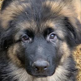 Big Mack - Black and red German Shepherd puppy in Vandalia, Michigan from Vom Friedenswald