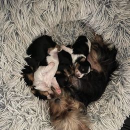 Yorkshire Terrier Puppies from Sandra's Pups